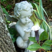 Dulcinea355 profile image