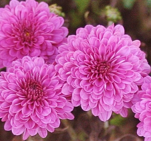 For many, blooming chrysanthemums are a beautiful symbol of autumn.