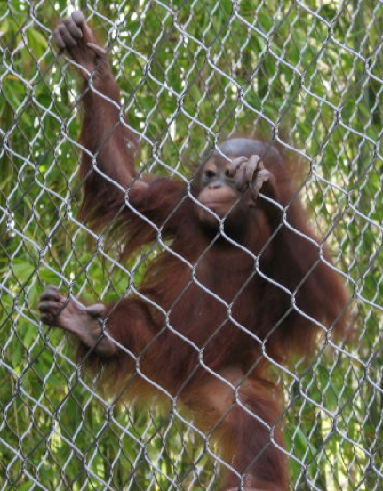 One of the common allusions to the restless mind used by Buddhists and Taoists is "monkey mind."  The mind that hops from this to that and is its own captive.