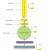 A closer, colour co-ordinated look at aerobic respiration, including the use of ADP