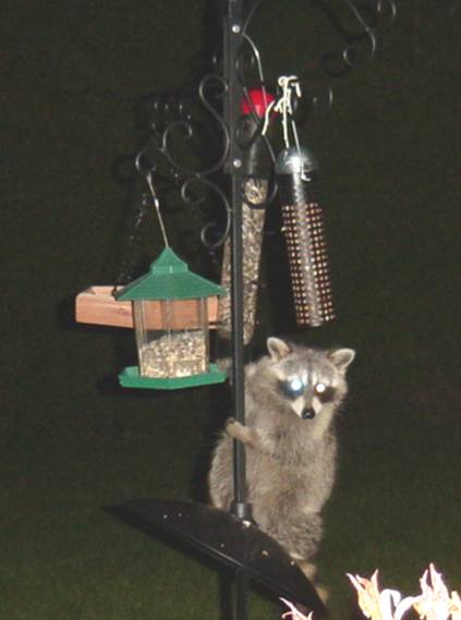 Cute Raccoon Caught in the Act!