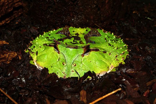 Green phase surinam horned frog, C. cornuta