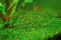 algae