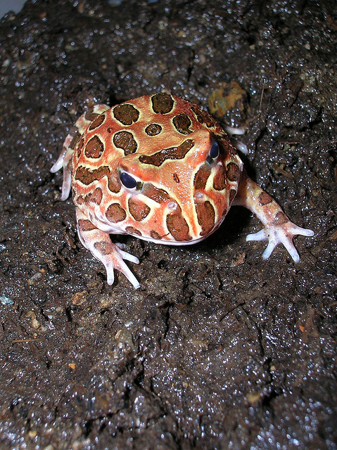 Cranwell's horned frog, C. cranwelli