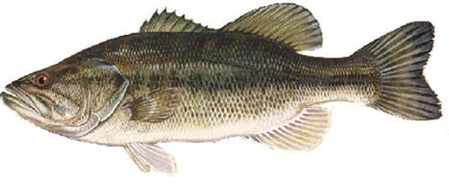 A Large-Mouth Bass, one of many species of fish in Alum Creek Lake.