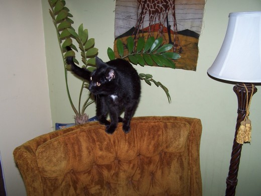 Lucy, Queen of Her Jungle!