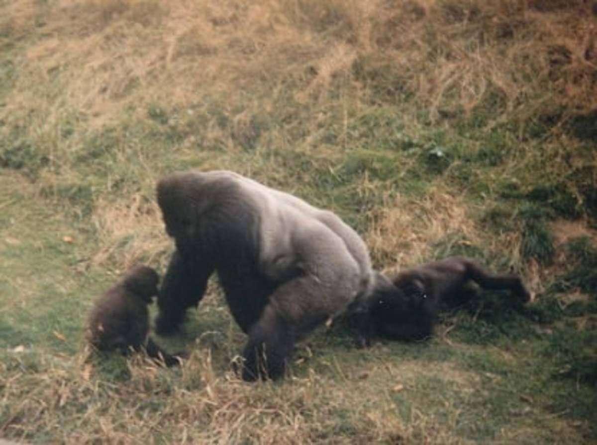 Jambo playing with his offspring