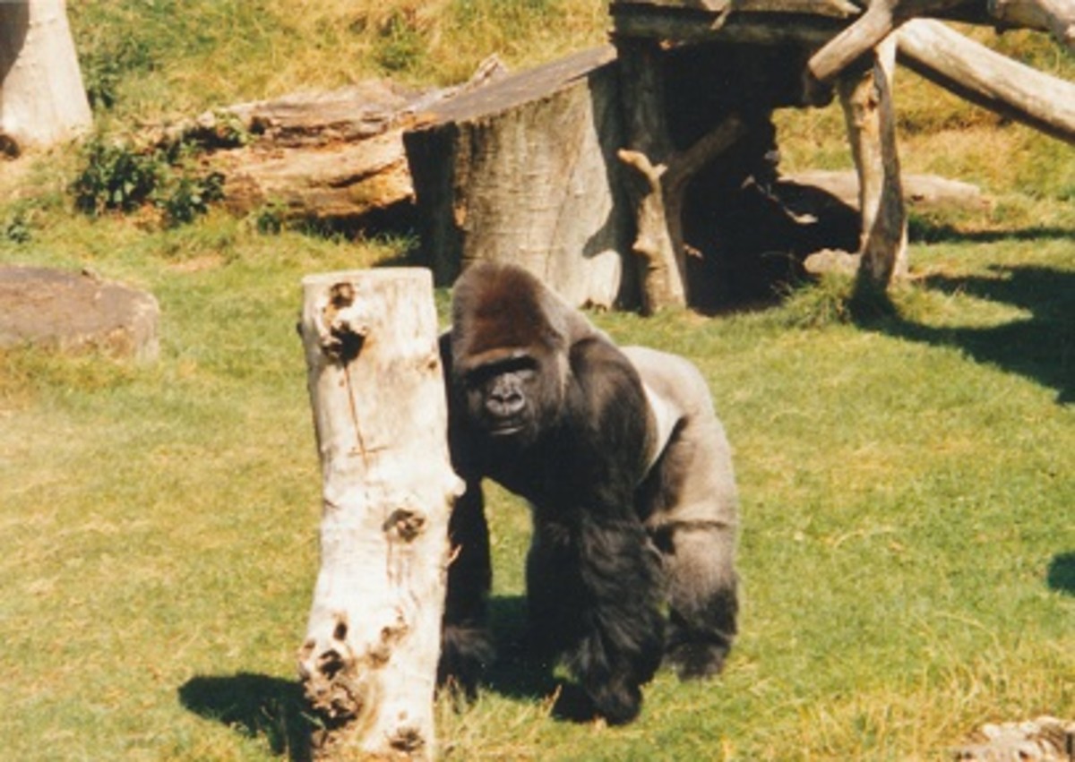 See Gorillas in England