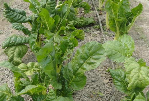 Big Spinach