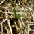 "Hello sunshine!" Garlic springing out through the straws.