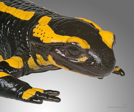 The fire salamander