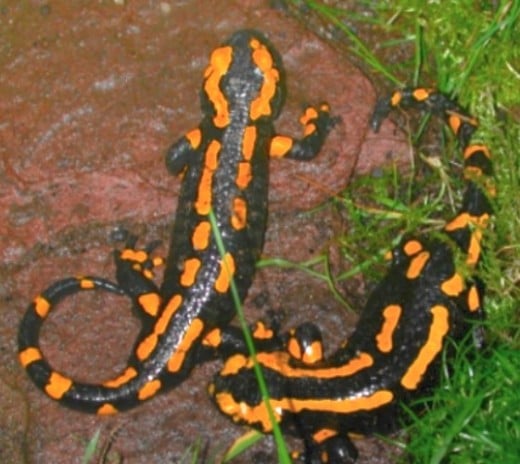 The black and yellow coloration of the fire salamander warns predators that it is toxic