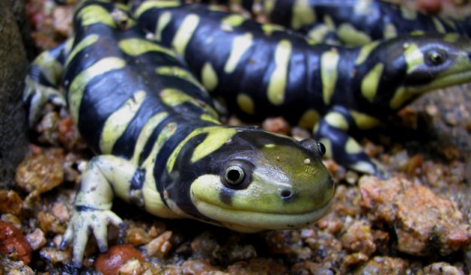 The adult form of the tiger salamander