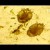 Human itch mite Human itch mite