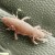 Straw itch mite (magnified) Straw itch mite (magnified)