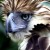 Philippine eagles lived a long life. At the Philippine Eagle Center in Brgy. Malagos, Baguio District, Davao City is an eagle which is already 43-year of age Philippine eagles lived a long life. At the Philippine Eagle Center in Brgy. Malagos, Baguio District, Davao City is an eagle which is already 43-year of age