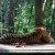 One of the Amur tigers enjoying the sun.