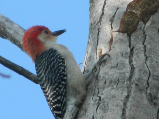 Male Red-Bellied Woodpecker