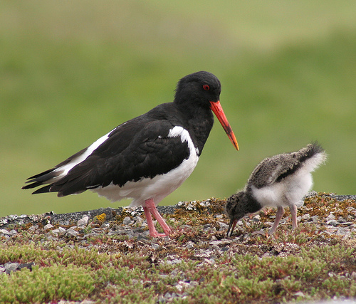 Teaching the youngster to feed