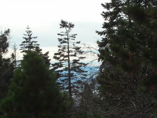 The beauty of the pine trees.