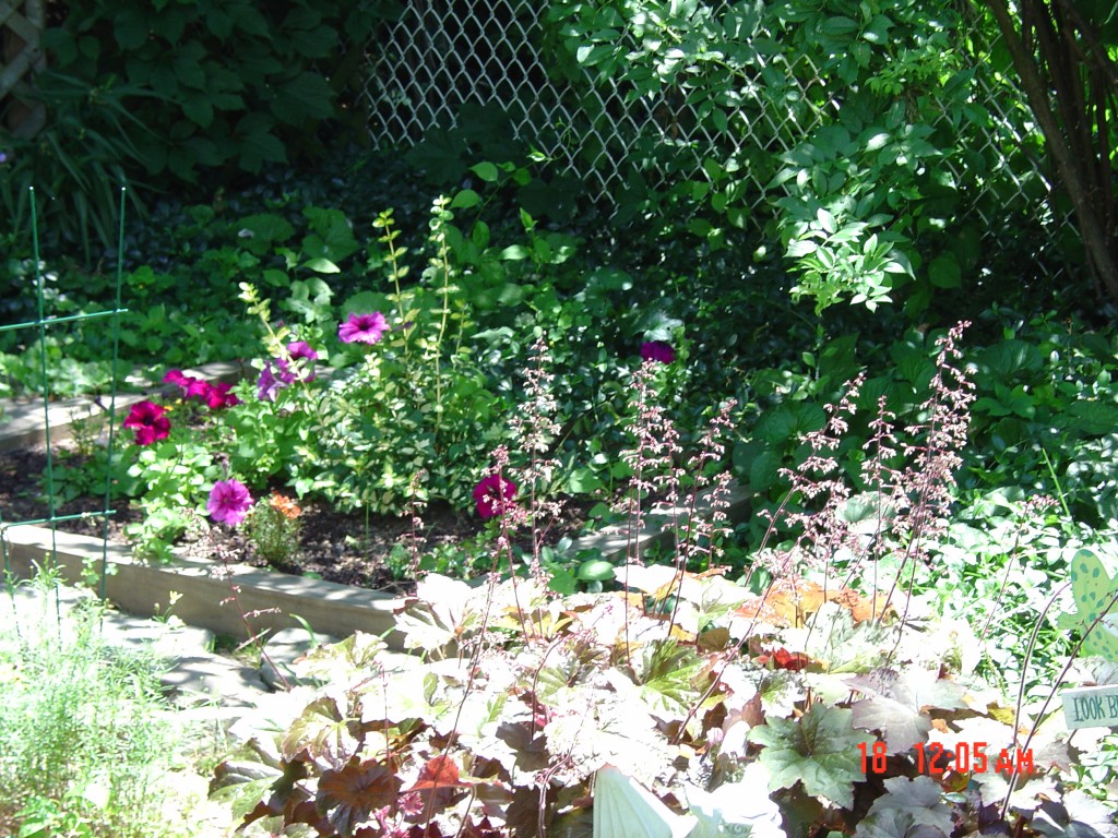 perennials early summer bloomers and some non flowering perennials early summer bloomers and some non flowering