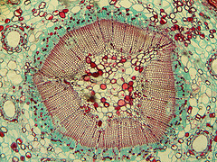 Cross-section of plant tissue, showing the various layers of tissue