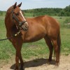 Budget Equestrian profile image