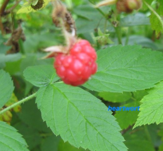 Sweet Red Raspberry (Rubus idaeus) shortly before her demise