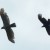 Hawk and Crow
