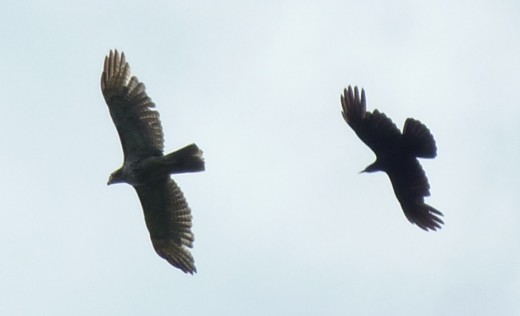 Hawk and Crow