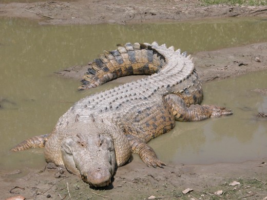 Fast Fact: You can hold the jaws of crocodile shut with your bare hands. The muscles that close the mouth are incredibly strong, whereas those that open the mouth are very weak.