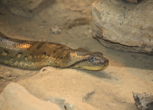 Fast Fact: The Green Anaconda shows huge size differences between the sexes. Females can be 5 times heavier than males.