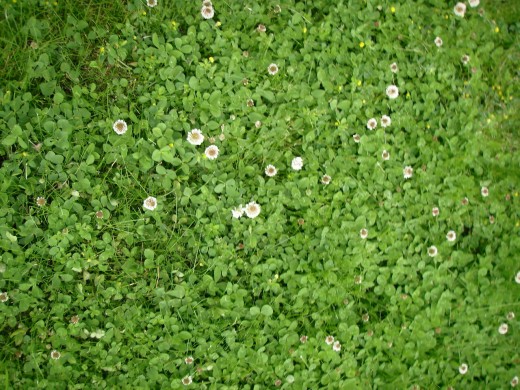 Clover in lawn