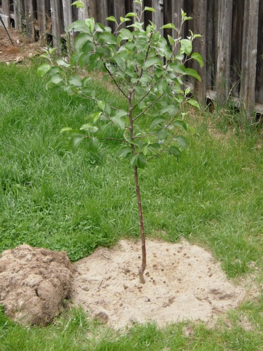 New Spartan Apple tree in sandy soil, not yet amended.  I dug in compost and organic fertilizer when I planted it, and will top-dress with compost and mulch with grass clippings as the summer progresses.  