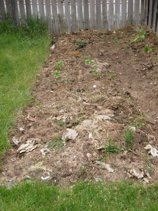 Spring garden, with crimson clover and fall rye dug in roughly.  After two years of amending with green manures, compost and grass clippings, the sandy soil has become dark and full of worms.