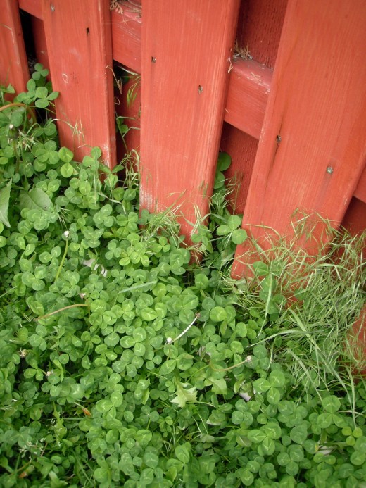 Crimson Clover, red fence