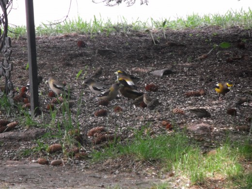 These sparrows prefer to eat seeds off of the ground.