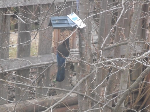 This stellar`s jay wasn`t too interested in what I was serving, he just took a quick look and flew off.