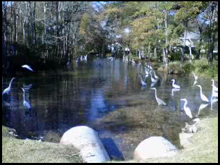 If you love nature, Charleston is the place to be! 