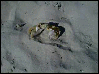 Snap.....Snap.....Watch out for that crab in the sand! 
