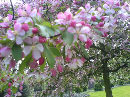 Apple tree in the park of Wickrath Castle