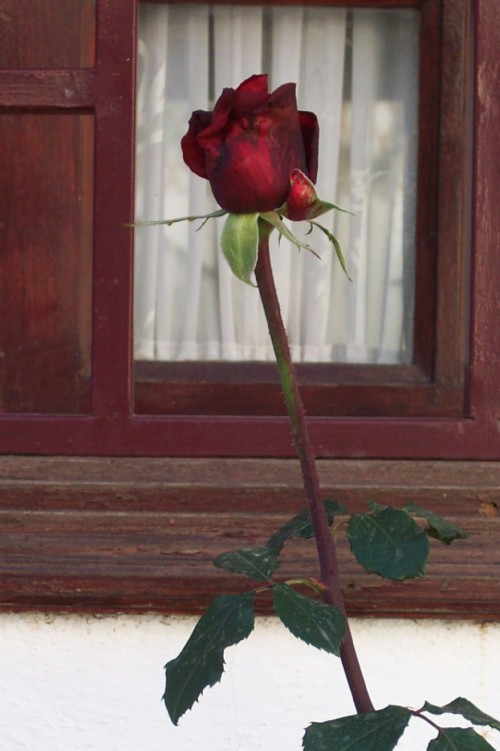 Single Red Rose. Photo by Steve Andrews
