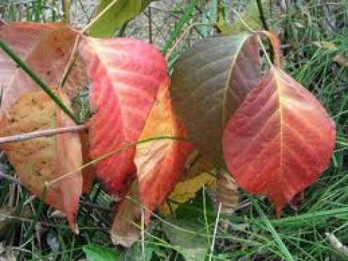 A Natural and Fast Poison Ivy Cure A Natural and Fast Poison Ivy Cure