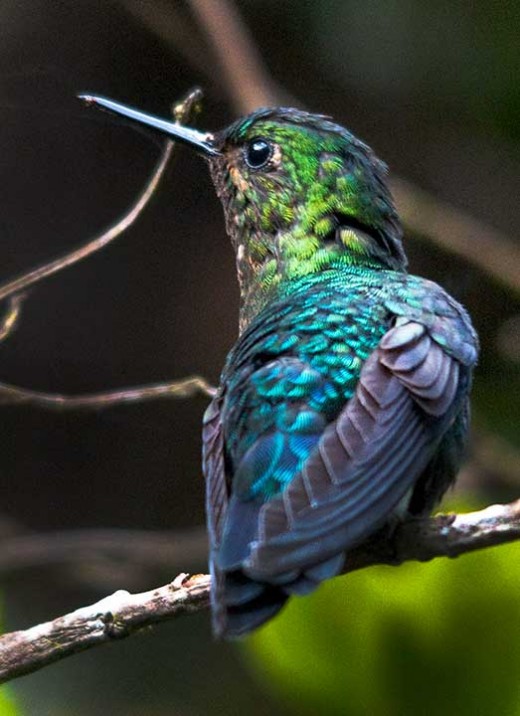 Black-breasted Puffleg - Female