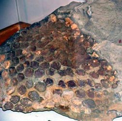 Fossilized Stegasaurus skin 