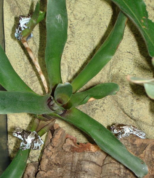 Amazon milk tree frogs on a bromeliad