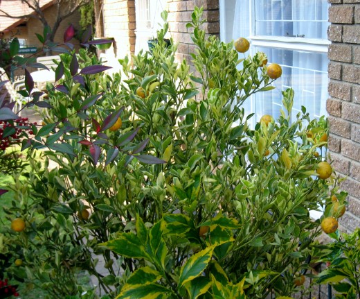 Lemon tree very pretty and the lemon flower is sweet But the fruit of the poor lemon is impossible to eat. 