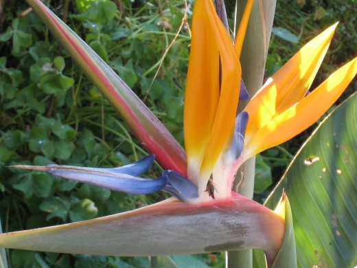 Strelitzia visited by a bee