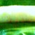 suman- the sticky rice product suman- the sticky rice product
