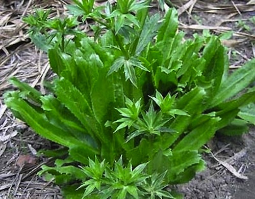 Mui tau - sawtooth herb